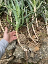 Aloe Arborescens,Curativa, 6 PIANTE Biologiche Di 3+Anni!!!