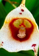 Dracula Species 'Borneo Bella'