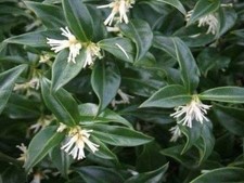 sarcococca humilis Bosso