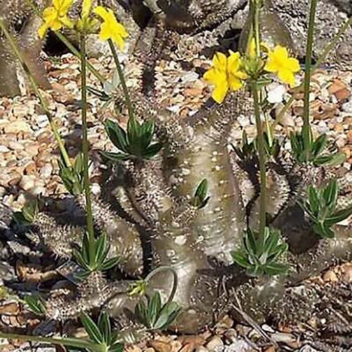 Pachypodium rosulatum subsp