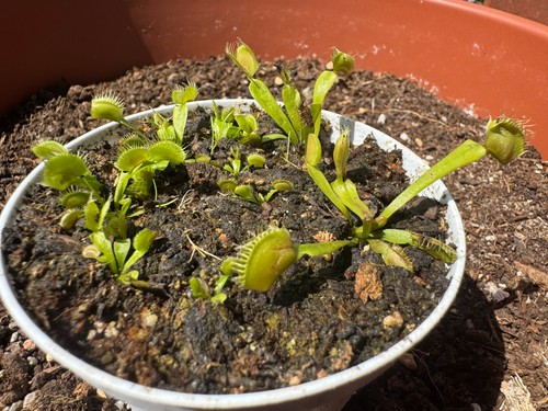 Dionaea muscipula pianta - muscipula,