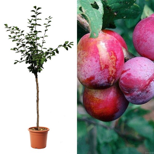 Pianta frutto susino rossa - da,