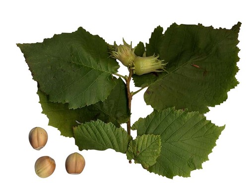 Albero nocciolo nocciola - nocciolo,,