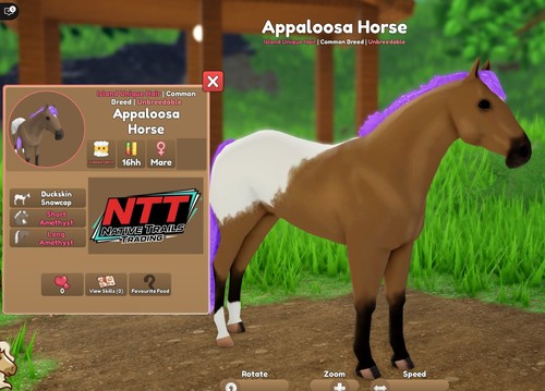 Wild horse islands - wild, buckskin