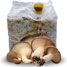 | Kit Coltivazione Funghi
