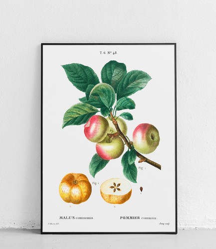 Manifesto albero mele - manifesto,