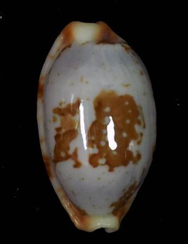 Cypraea stolida rubiginosa - cypraea,