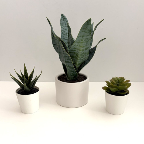 Cactus finti set 3 - finti, di