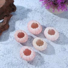  6 pezzi 3/4 cm conchiglie di