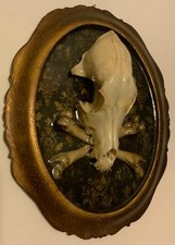 Cornice 900 con Teschio di cane e ossa gothic oddities horror Made in italy