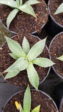 Agave parryi var. 'Couesii' /