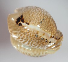 Cypraea mus tristensis - cypraea,