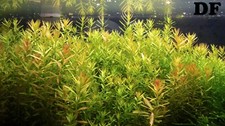 piante acquario vere vive rosse pianta Rotala Rotundifolia x 12 talee rapida ada