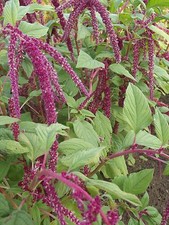 Coda di volpe - Amaranto -