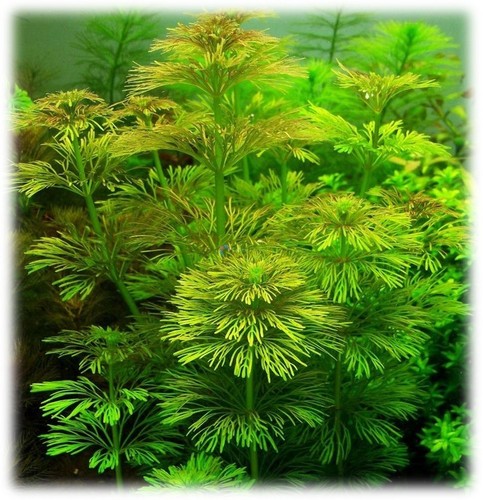 500 semi limnophila - 500,