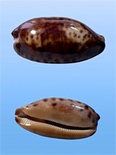 Cypraea testudinaria f. nana, Sulawesi, Indonesia, 79,1 mm, CUTE, DELICIOUS