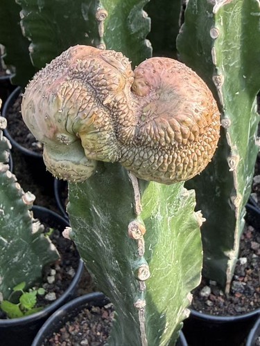 Euphorbia turbiniformis