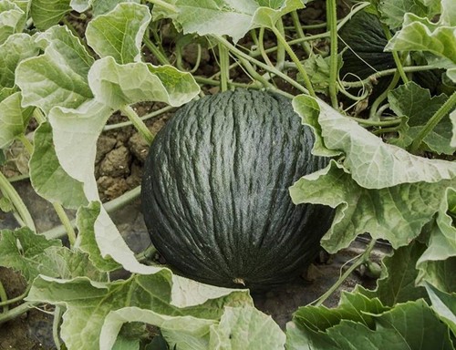 Semi melone verde purceddu - 20,