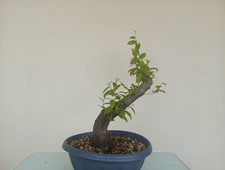 BONSAI CARPINO