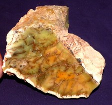 Agata muschiata indiana - muschiata,