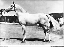 AIDP3-CAVALLI-0175 -