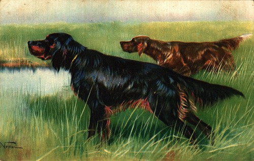 Norfini cane caccia - cane, da