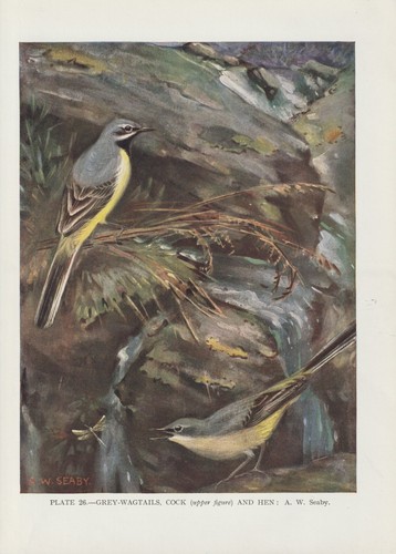 Gebirgsstelze motacilla - gebirgsstelze, (motacilla