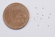 DROSERA CAPENSIS, 10 SEMI