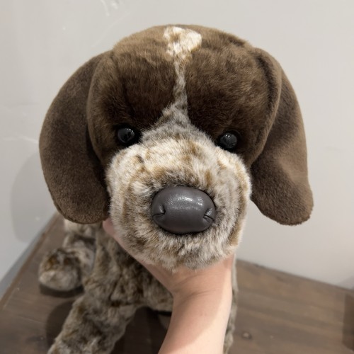 Raro ivan german pointer - raro,