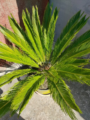 Pianta cycas - di,