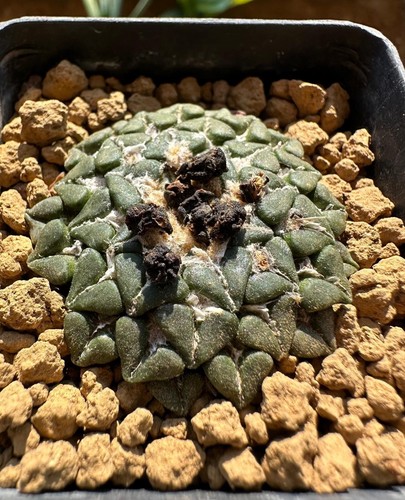 Ariocarpus kotschoubeyanus - , v