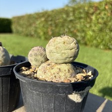 Tephrocactus Geometricus