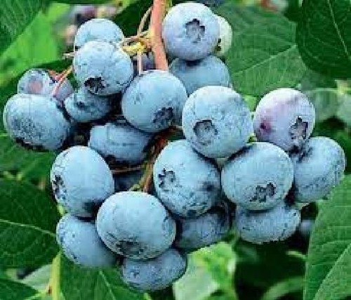Mirtillo americano vaccinium