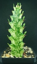 Euphorbia trigona variegata 5"