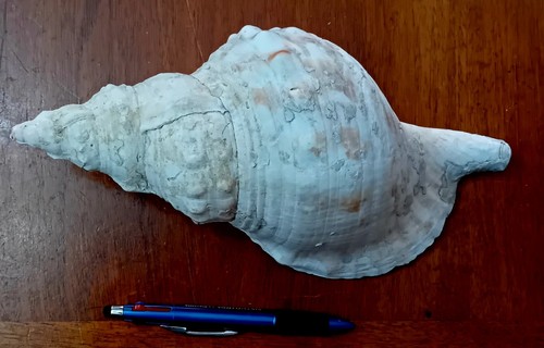 Conchiglia fossile gigante con - fossile,