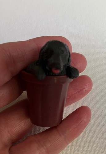 Cucciolo nella mia - , toby