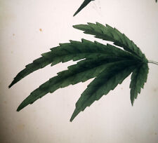 1828,NEES VON ESENBACK COLORE A MANO RARA CANNABIS SATIVA CON TESTO DESCRITTIVO