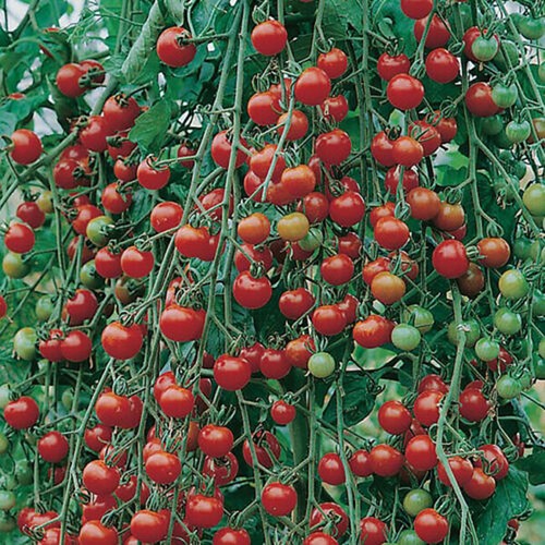 Pomodoro cascata rossa - pomodoro, 25