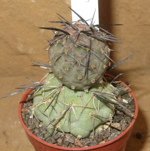 Tephrocactus geometricus spine
