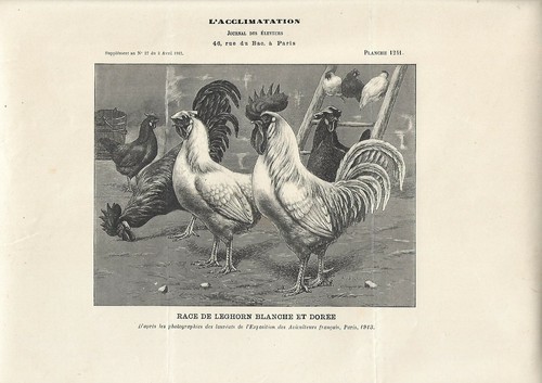 Stampa antica gallo gallina - gallo,