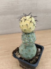 9499 TEPHROCACTUS Geometricus