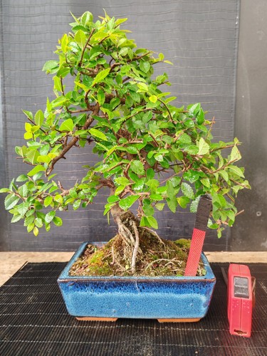 Bonsai olmo cinese 37 cm - ,