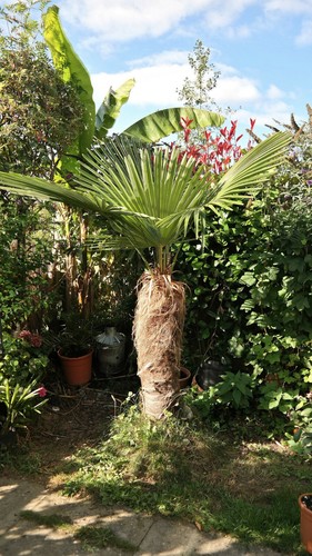 Trachycarpus fortunei valle - valle, di