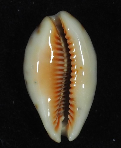 Cypraea lynx rostrate great - lynx,