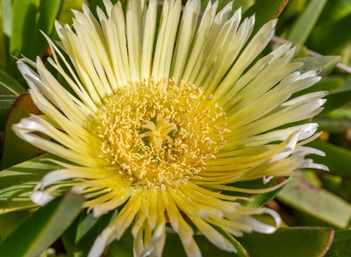 Fico rosso strega carpobrotus - fico,