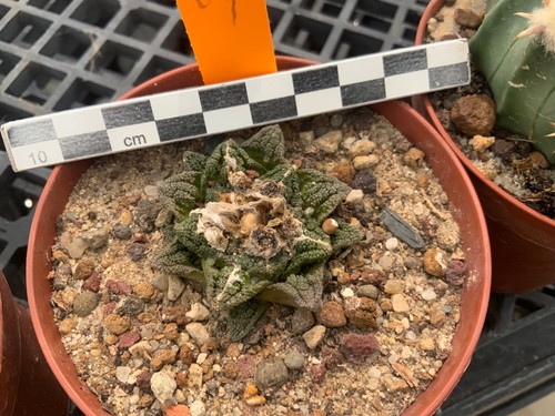 285 ariocarpus bravoanus ssp - 285,