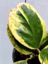 Hoya kerrii spot esterno