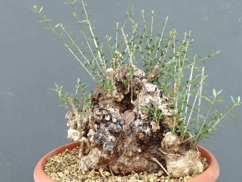 Bonsai olivastro 30x30cm - bonsai, in