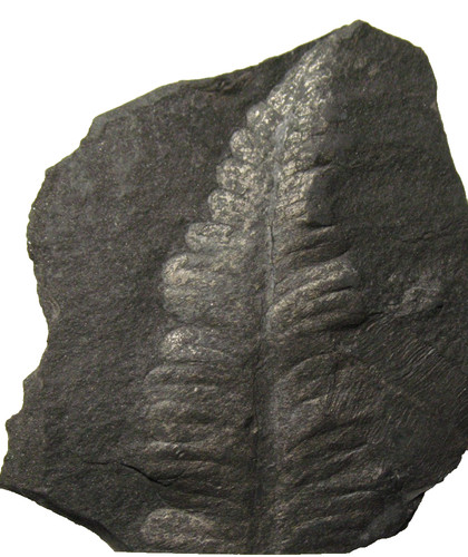 Pennsylvanian plant fossil