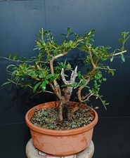 Pre bonsai melograno